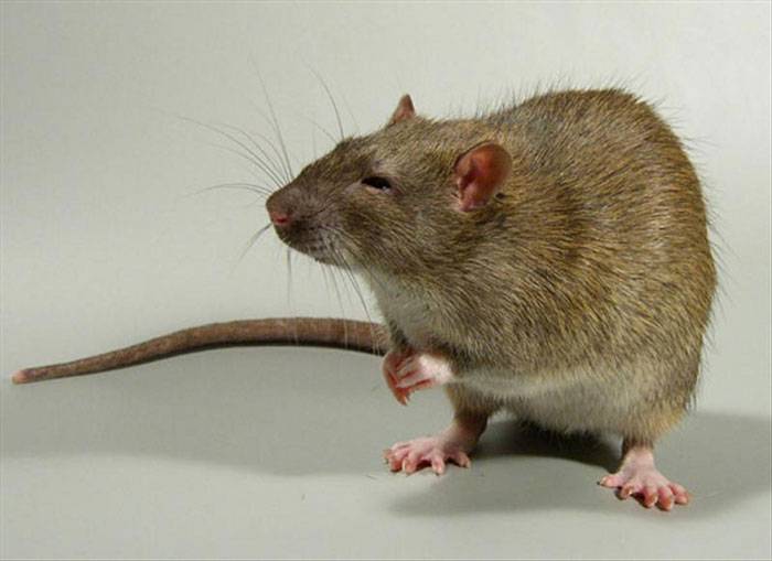 Сколько живут декоративные домашние крысы: как влияет уход и содержание на продолжительность жизни, чем кормить