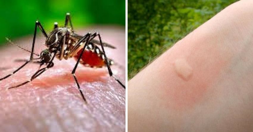 Сколько раз может укусить один комар за ночь, за свою жизнь