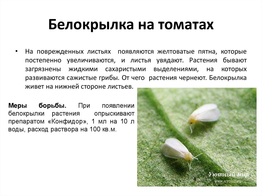 Как быстро и эффективно уничтожить белокрылку на комнатных цветах: самые эффективные средства