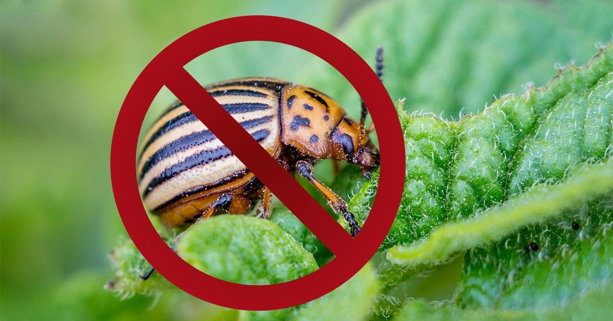 Борьба с колорадским жуком без химии: народные средства и биопрепараты