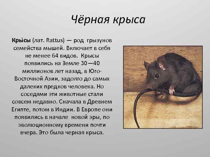 Крысы (лат. rattus)
