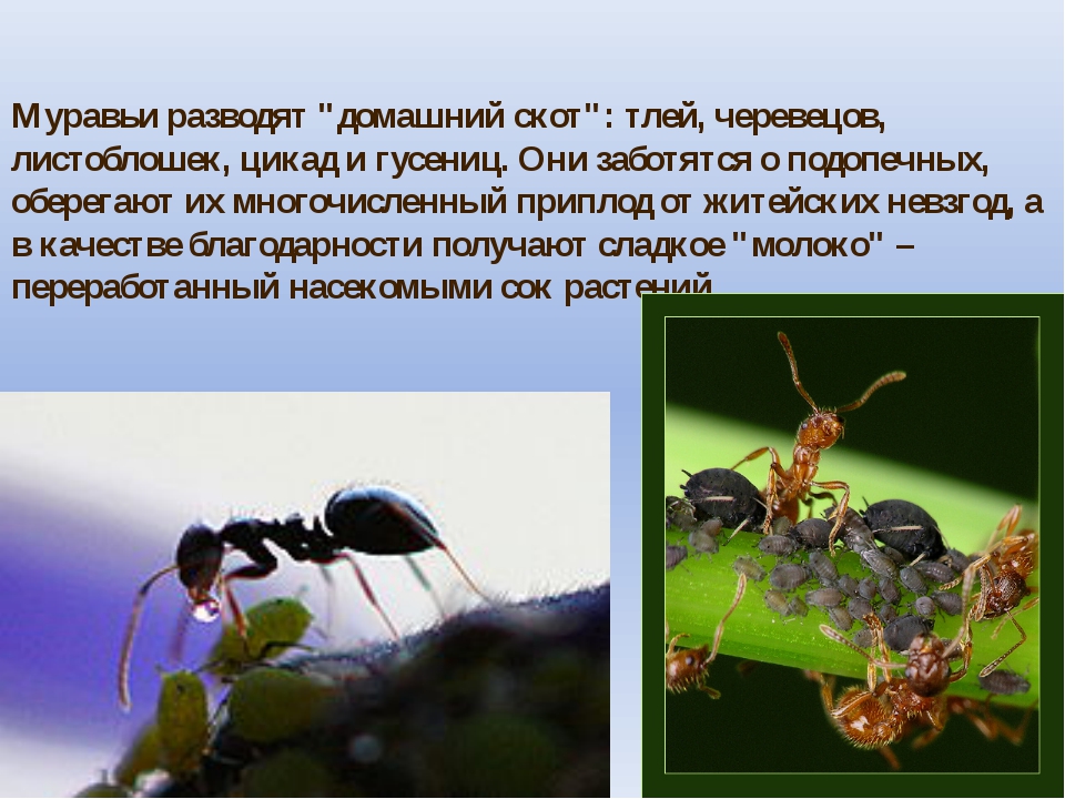 Тля рыжий муравей тип биотических отношений. Муравей и тля Тип взаимоотношений. Муравей и тля симбиоз. Муравьи и тля взаимоотношения. Тля-муравей взаимоотношения симбиоз.