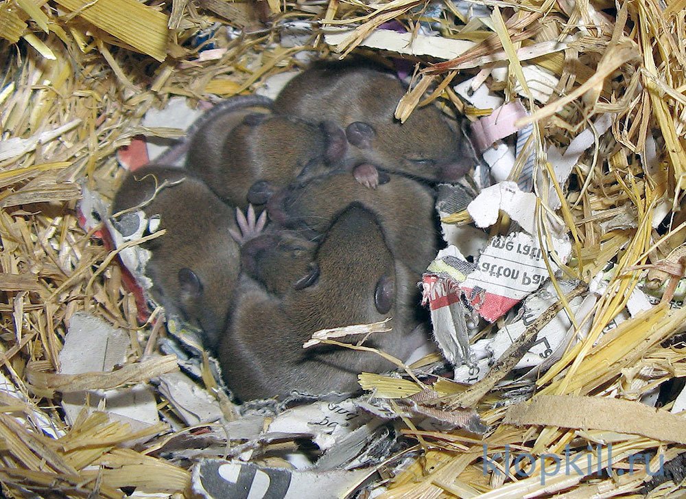 Размножение мышей в дикой природе, домашних условиях