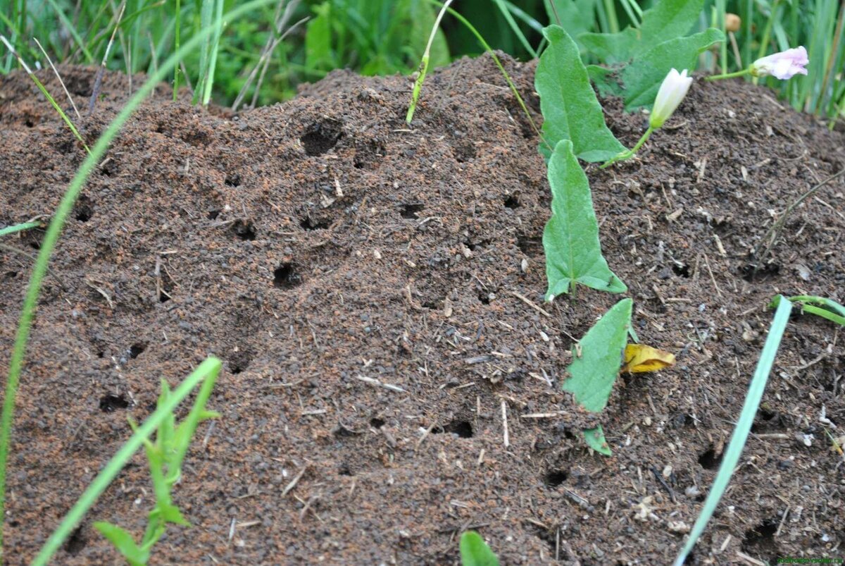 Пшено от муравьев на дачном участке: необычный метод борьбы с вредителем
