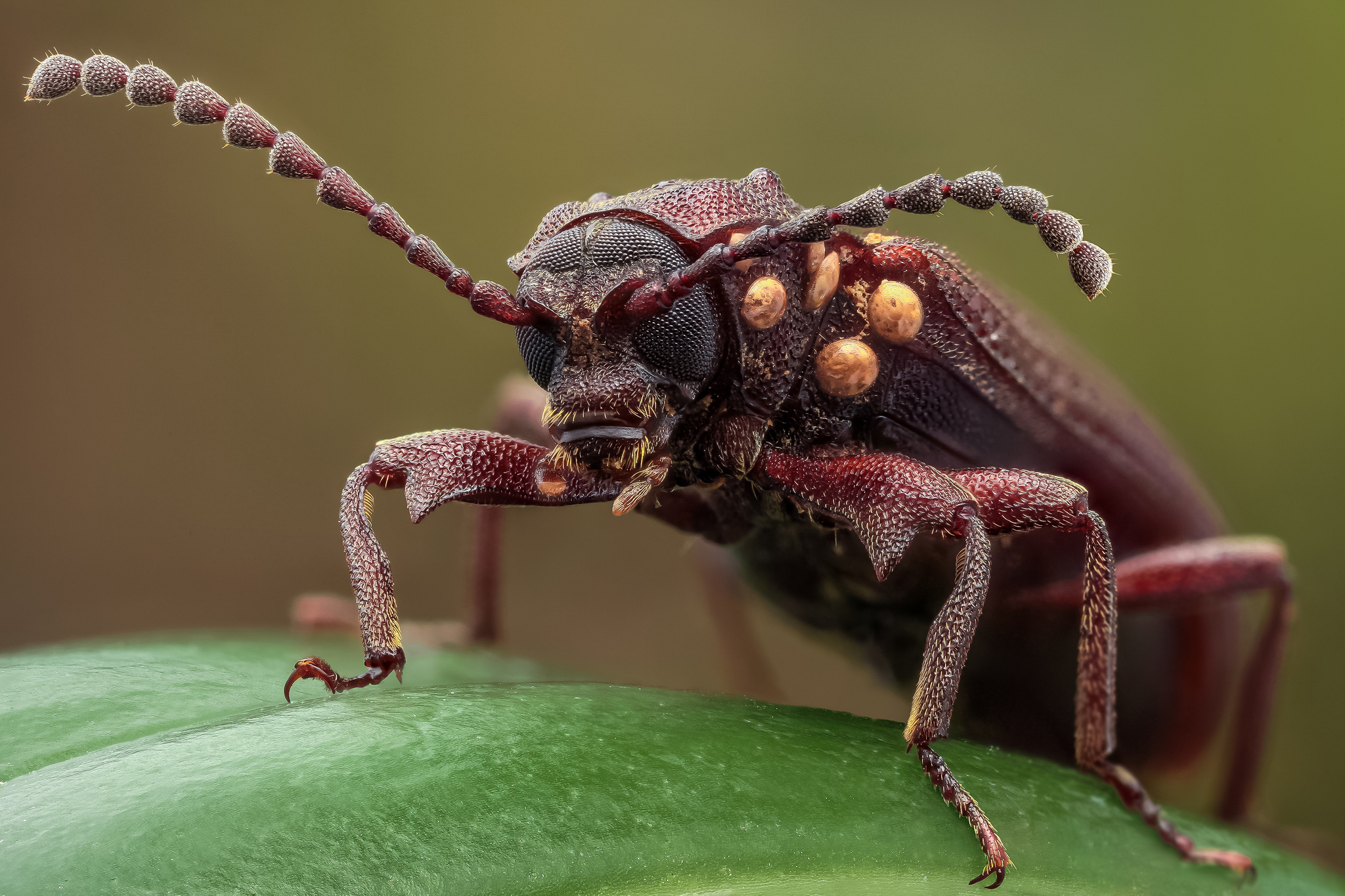 Самые большие в мире жуки | vivareit
