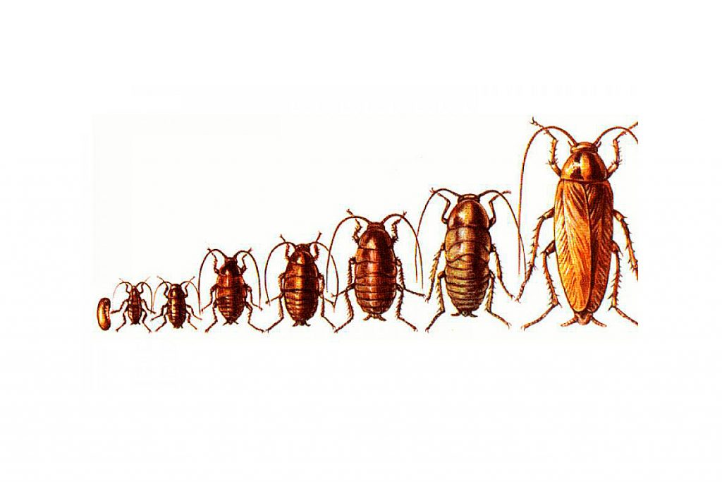 Почему тараканов называют стасиками или прусаками и как от них избавиться?