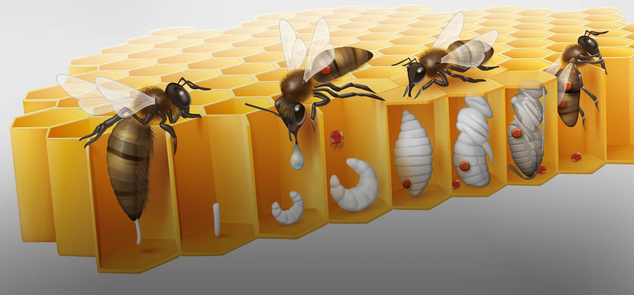 4 способа как вылечить варроатоз пчел