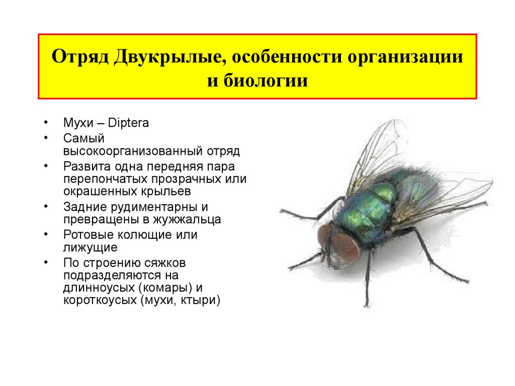 Характер мухи. Двукрылые Тип питания. Двукрылые насекомые характеристика. Характеристика отряда Двукрылые. Характерные признаки отряда Двукрылые.