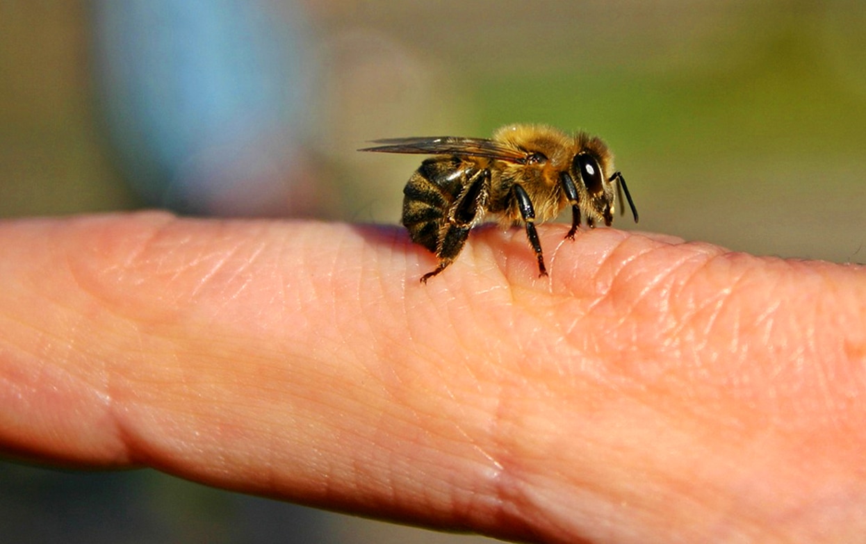 Кусаются ли пчелы: что делать, чтобы они не нападали и чем намазаться