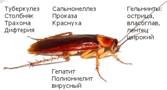 5 опасностей тараканов для человека в квартире: инфекции, болезни
