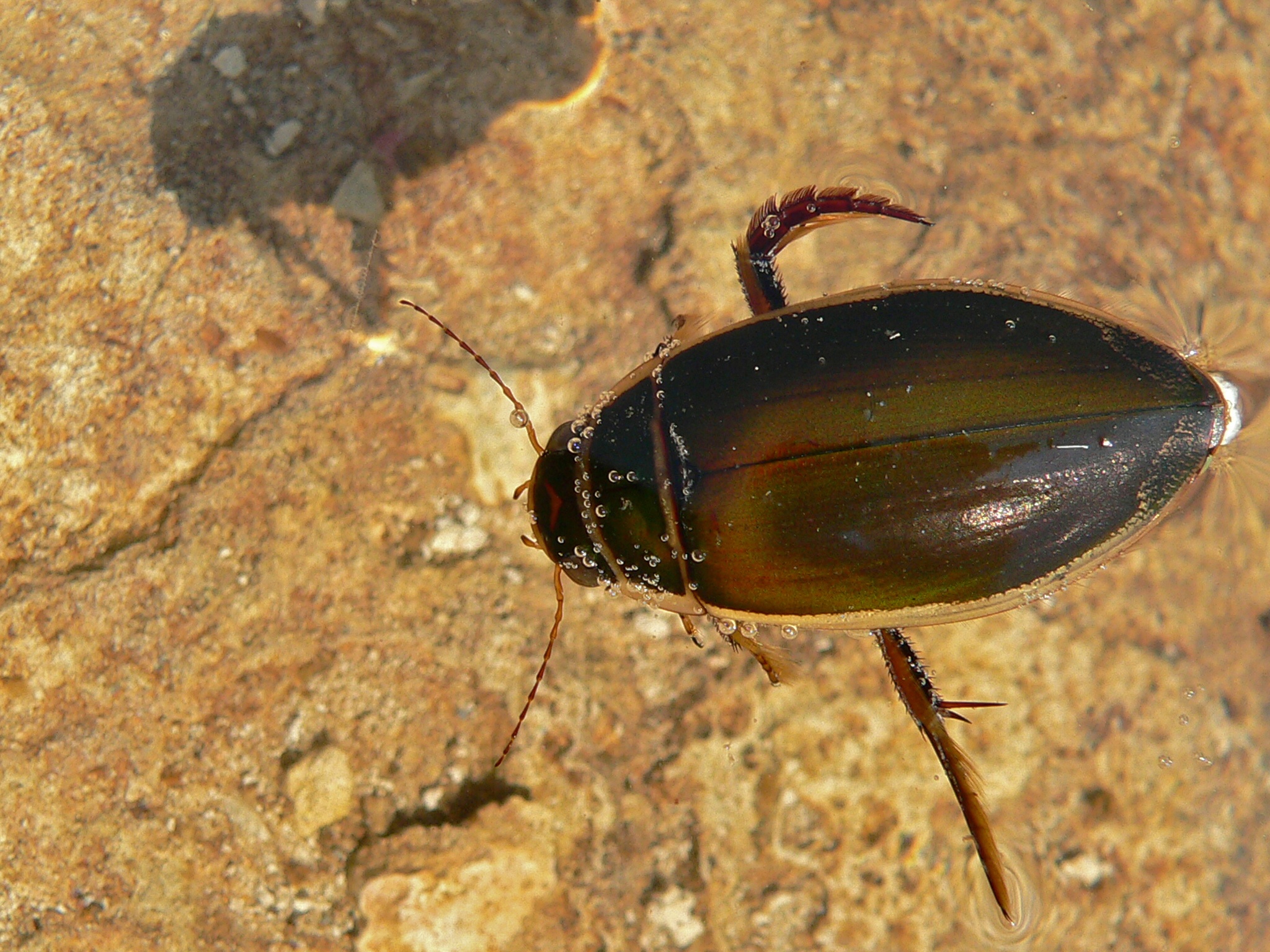 Плавунец жук. образ жизни и среда обитания жука плавунца