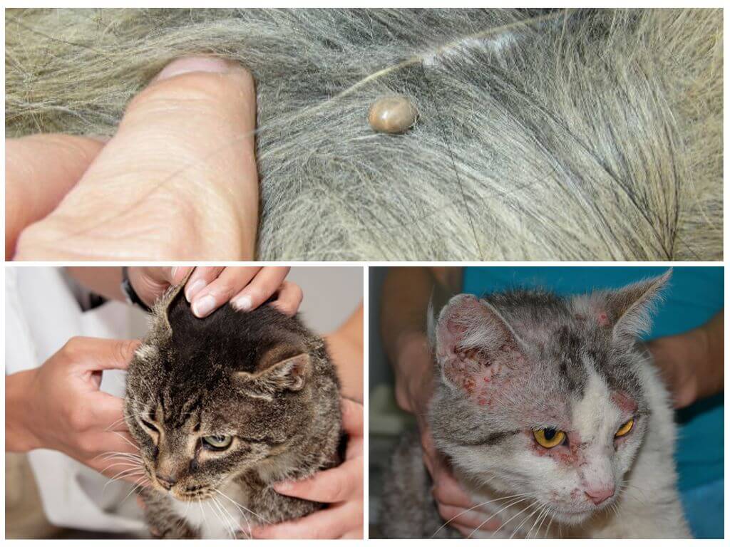 Блохи у кошки: эффективные способы лечения и профилактики