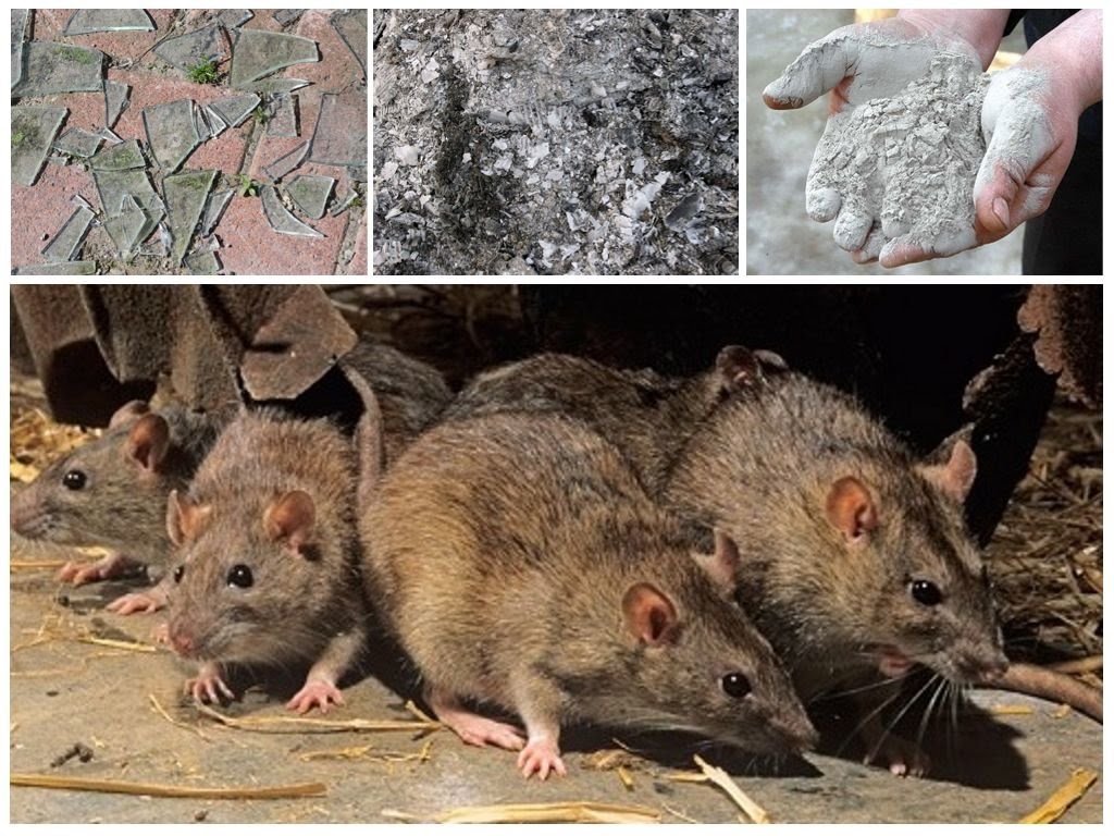 Некоторые правила избавления от грызунов. чем мышиный помет отличается от крысиного?