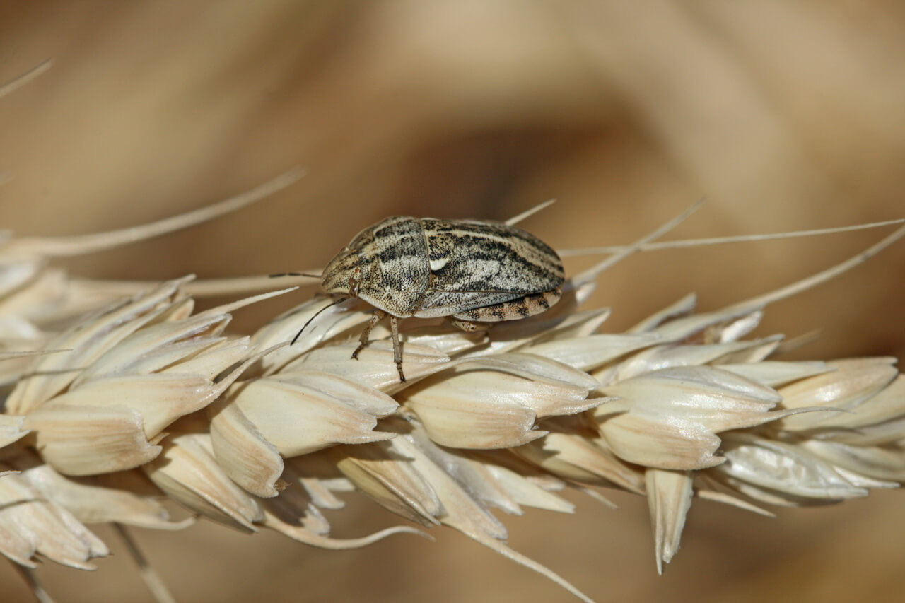 Клоп вредная черепашка на пшенице, меры борьбы с клопом вредной черепашкой