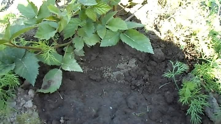 Клубнику едят муравьи что делать