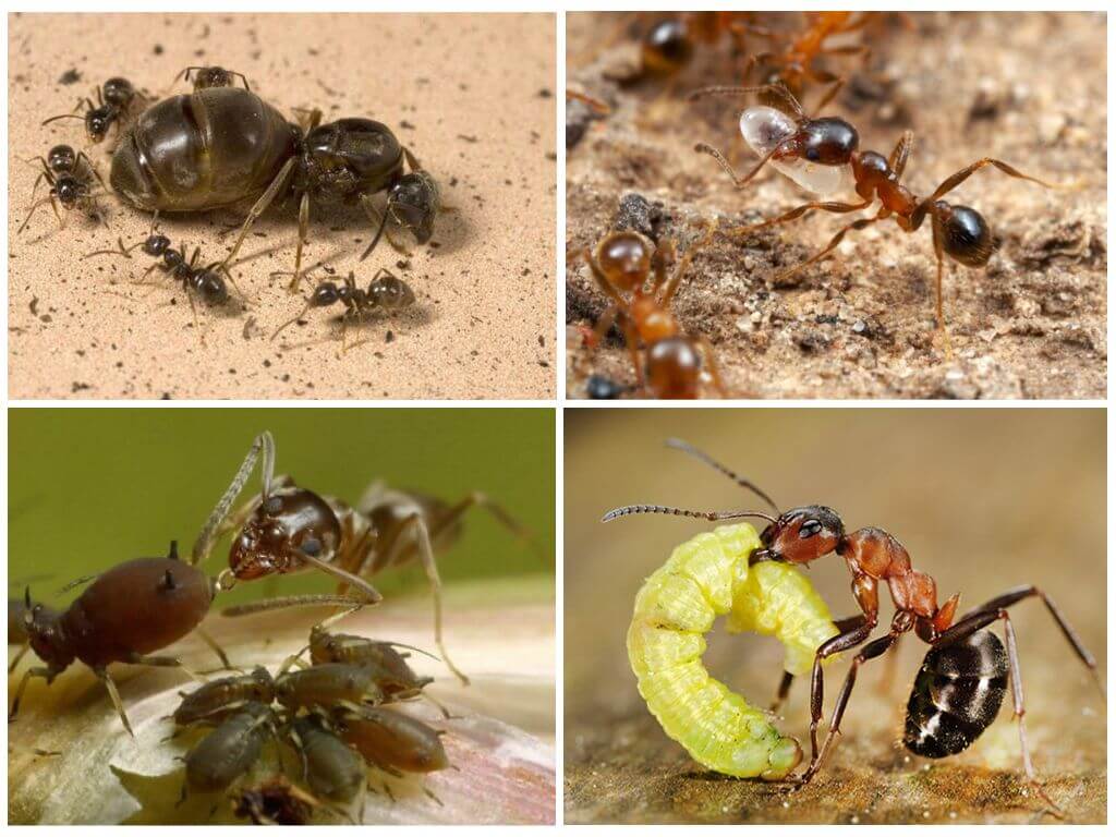 Что собой представляет летающая разновидность муравьев и их особенности