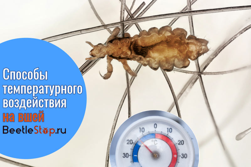 При какой температуре погибают тараканы?