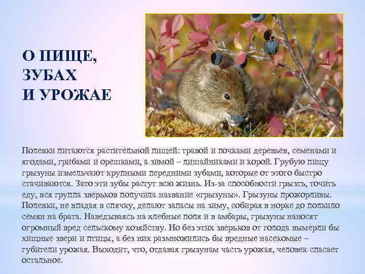 Мышь полевая | справочник пестициды.ru