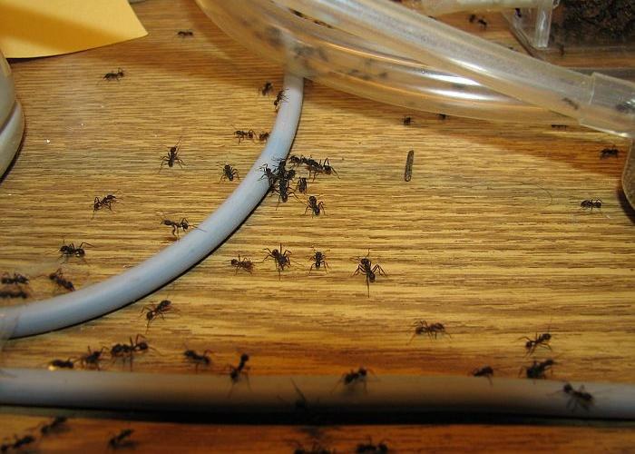 Как избавиться от муравьев в деревянном доме своими силами