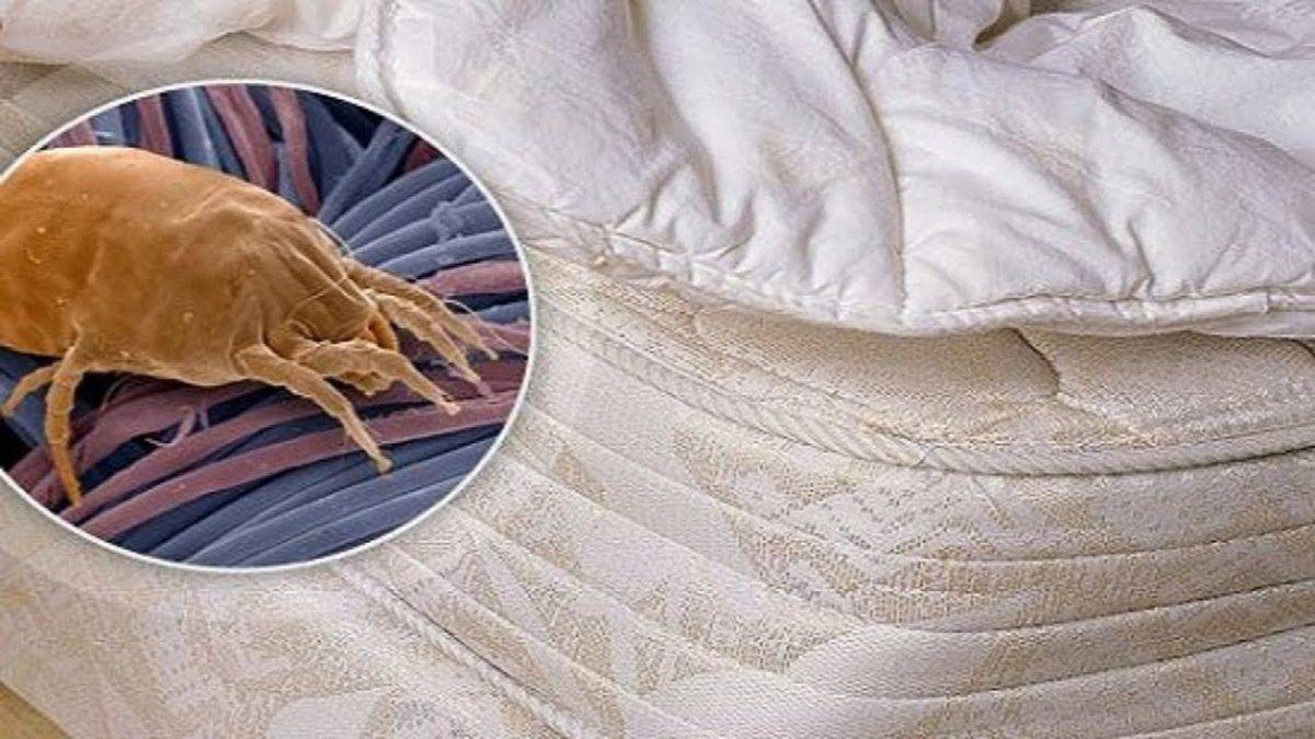 Избавиться от пылевых клещей в белье: советы по уборке | текстильпрофи - полезные материалы о домашнем текстиле