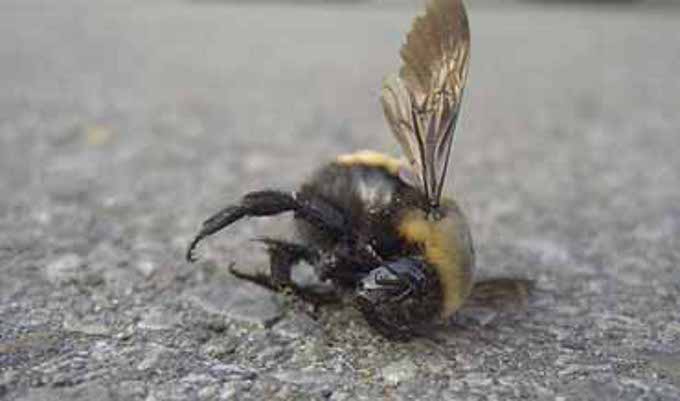 Гибель пчел осенью: причины гибели