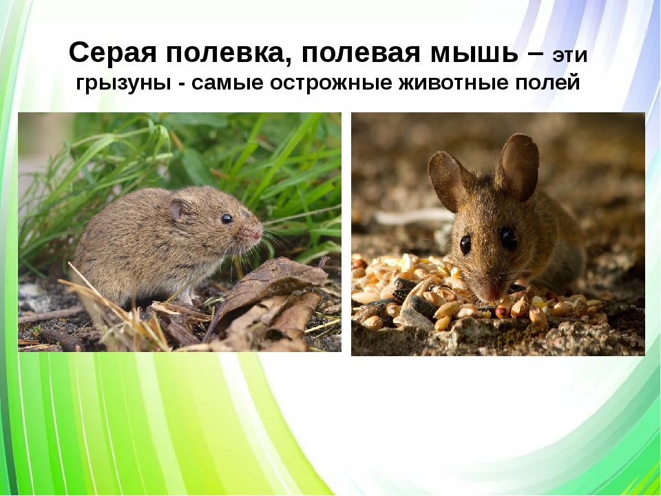 Полевка мышь. образ жизни и среда обитания полевки | животный мир