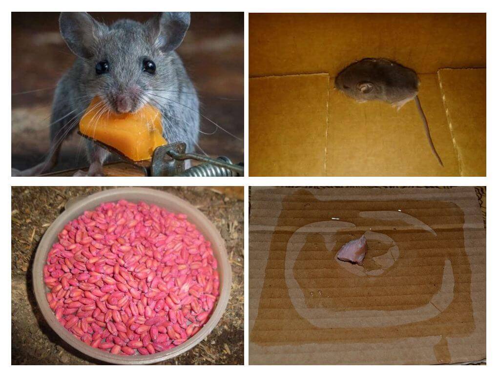 Как избавиться от мышей на даче навсегда, различные способы