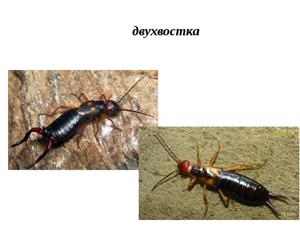 Как избавить дом или квартиру от уховёрток, и насколько они опасны