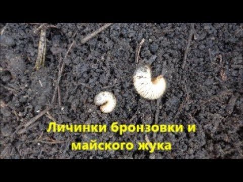 Майский хрущ: вредитель-долгожитель. каким растениям опасен майский жук