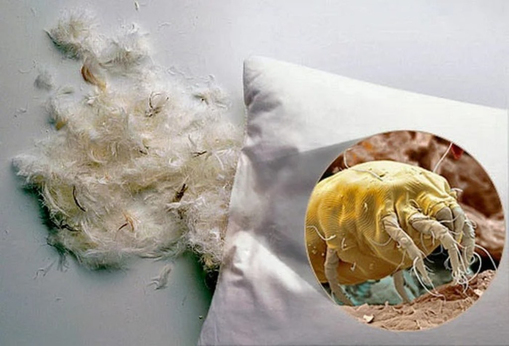 Клещи в подушках – признаки, как избавиться, методы и препараты, описание насекомого и фото