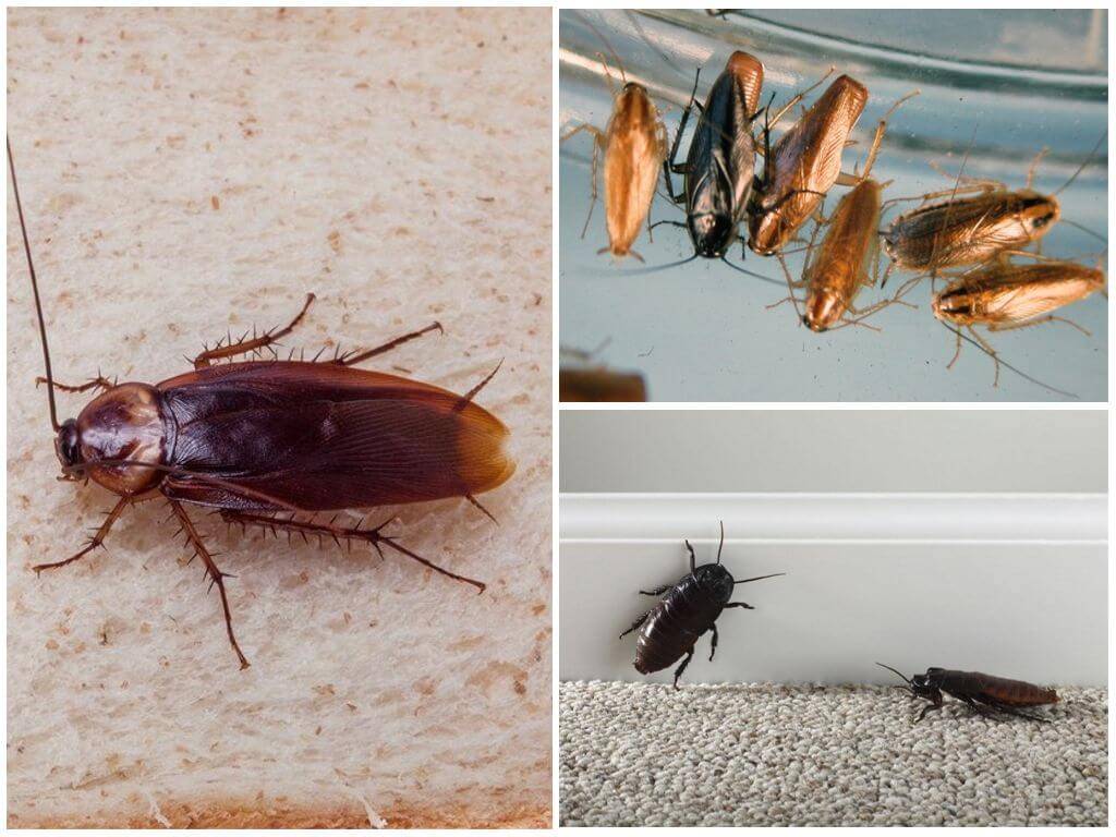Какой вред могут нанести тараканы