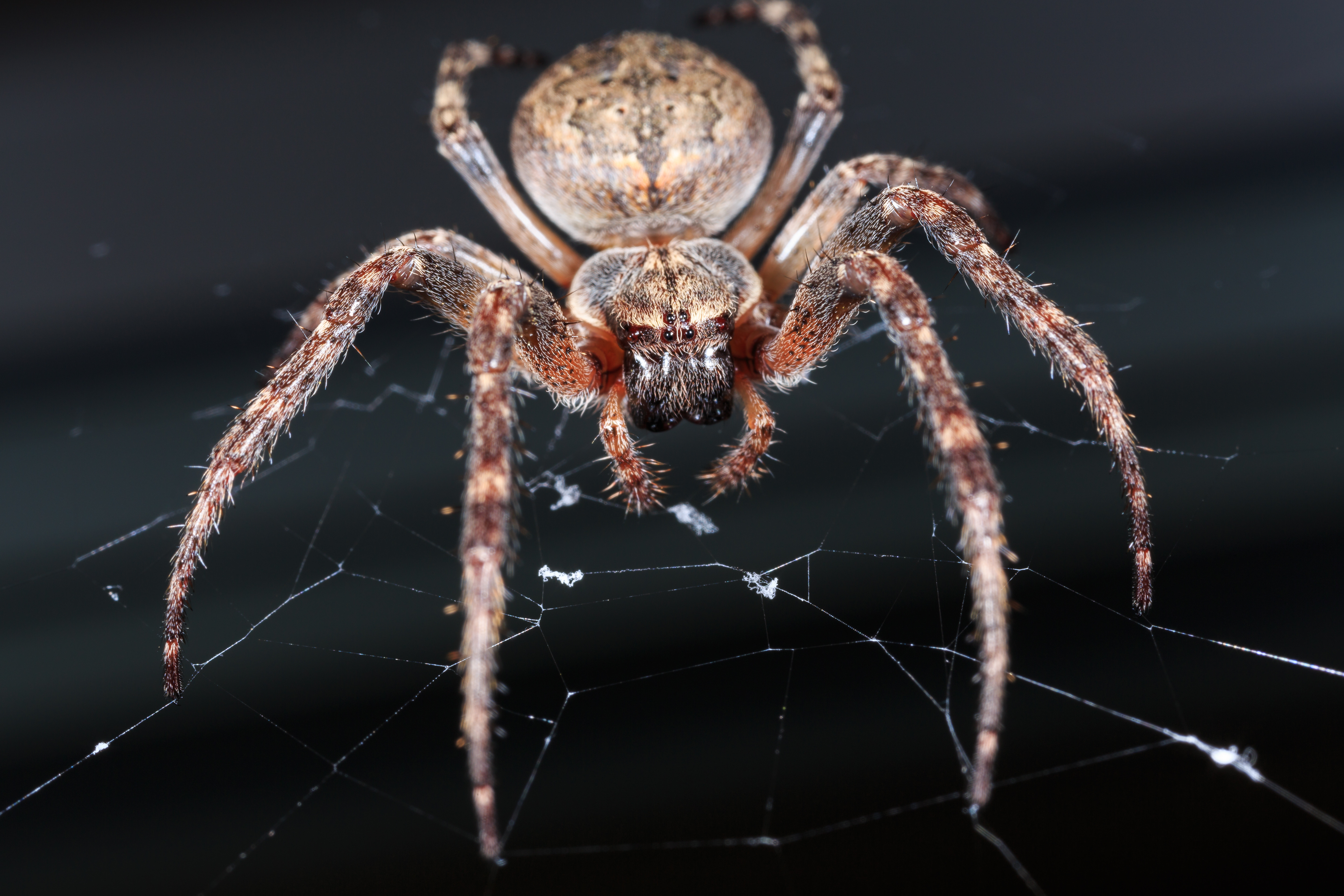 Описание и фото паука крестоносца