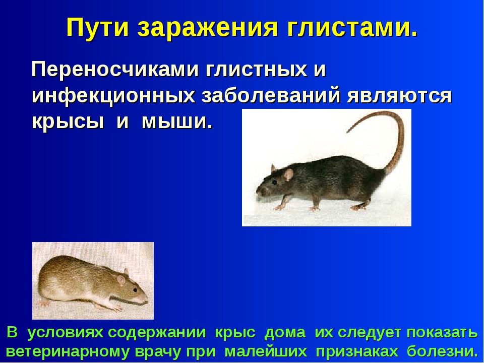 Какие заболевания переносят крысы