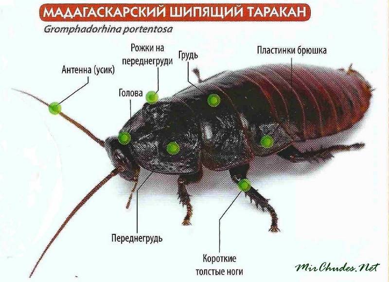 Уход и содержание мадагаскарского шипящего таракана в домашних условиях