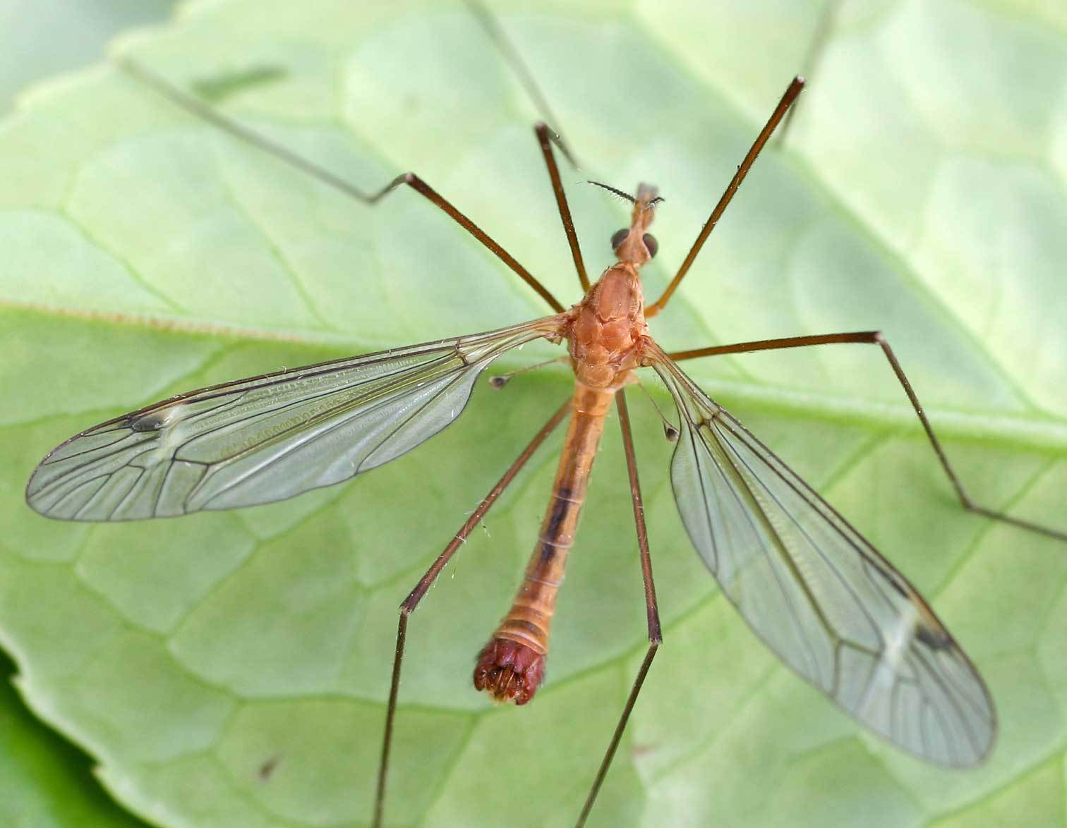 Виды комаров фото и названия