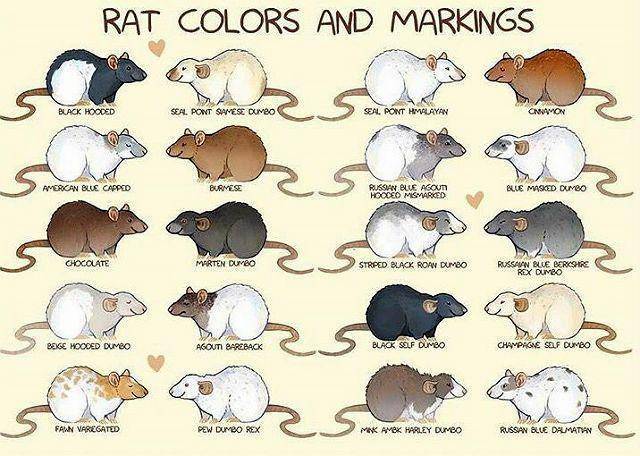 Самая большая крыса в мире – описание и особенности