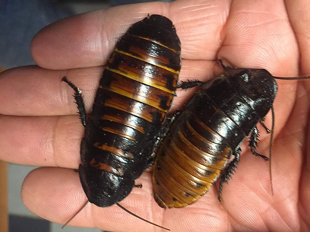 Мадагаскарские шипящие тараканы: содержание в домашних условиях, что едят, цена
