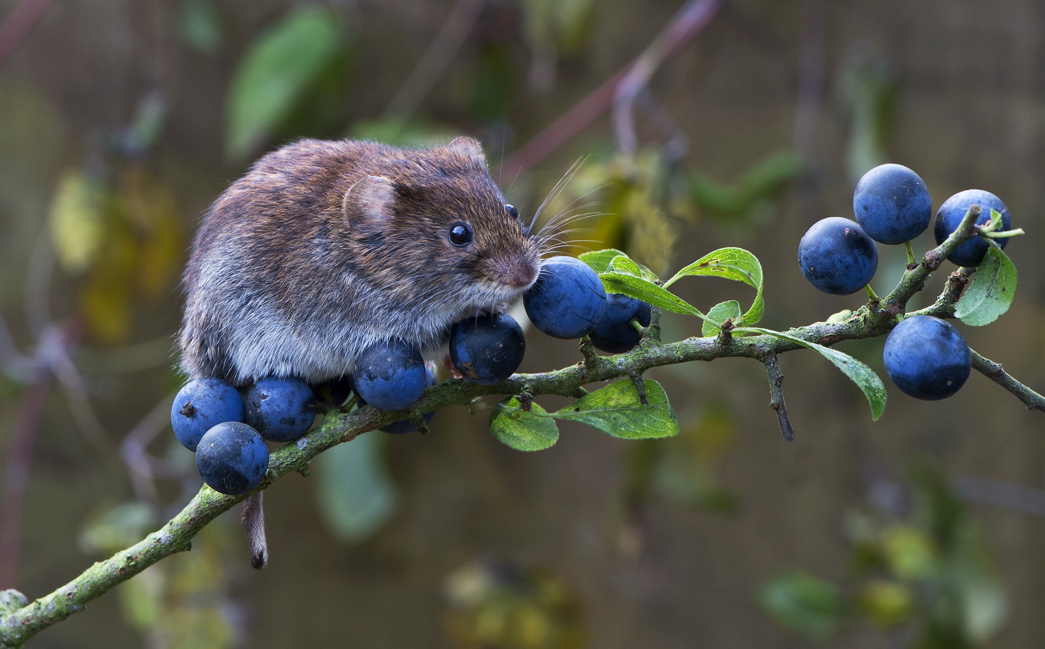 Мыши: что едят, сколько живут и интересные факты о них