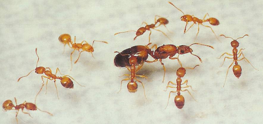 Как вывести рыжих муравьев: химические средства и народные методы
