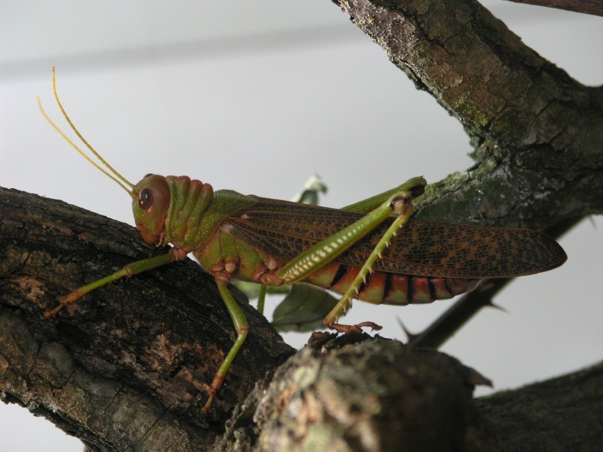 Саранча: как одно насекомое превращается в природное бедствие - bbc news русский