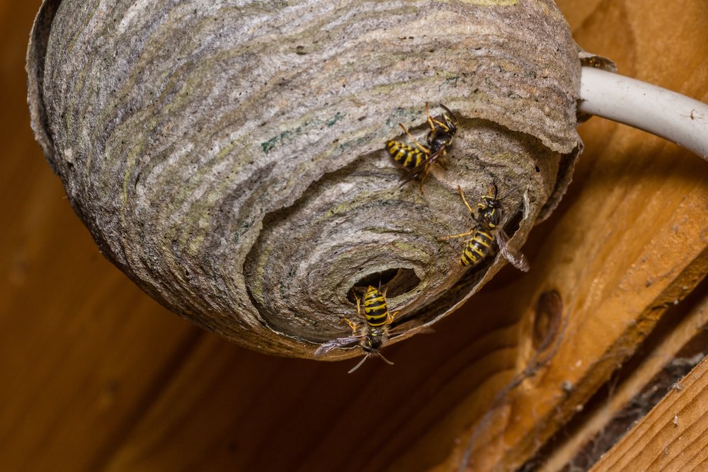 Завелись осы на балконе — как с ними бороться?
