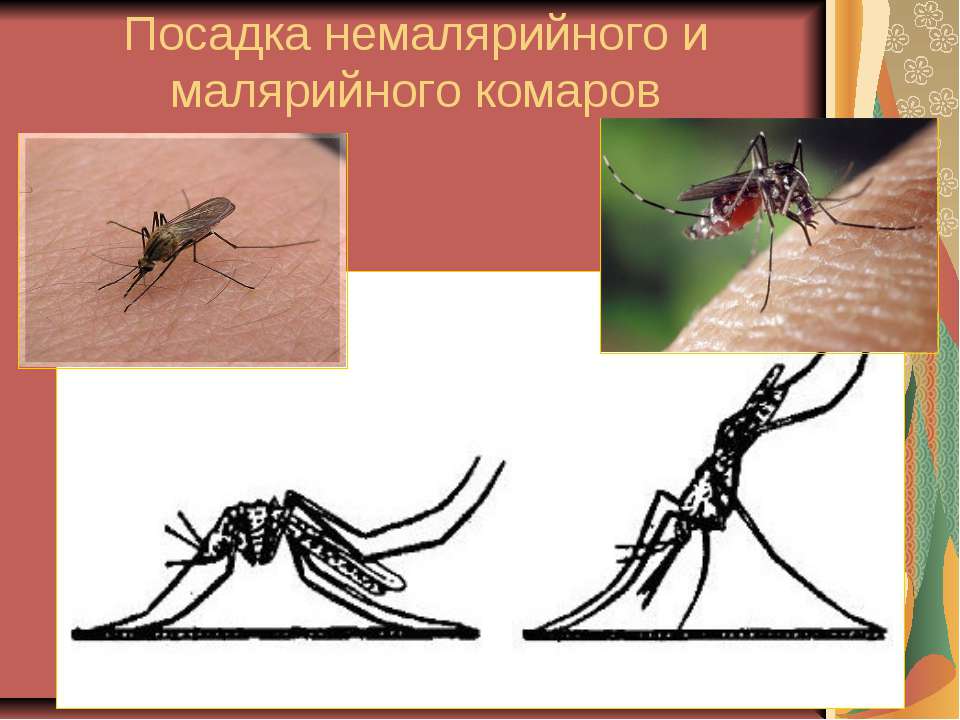 Малярийный комар. строение. морфология. много фото