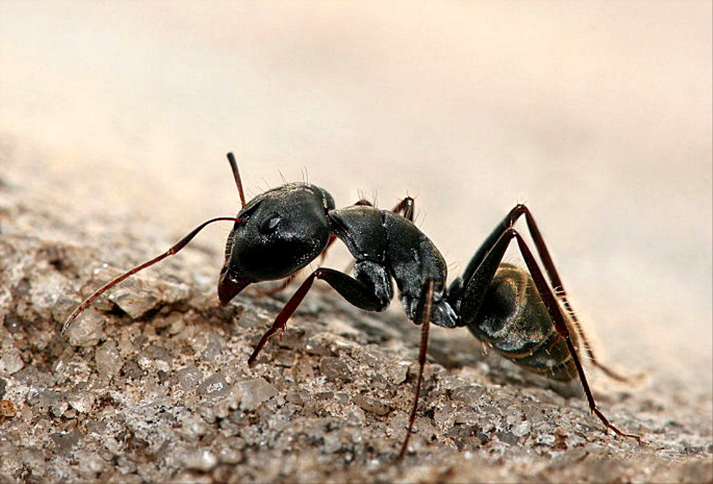 Как избавиться от муравьев (методы)