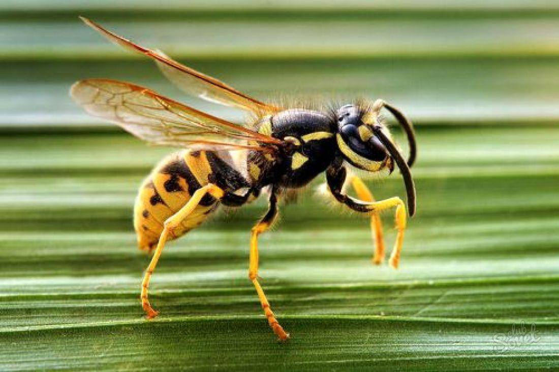 Большое насекомое похожее на осу с длинным телом: фото и название. какое насекомое похожее на осу, чем оно опасно