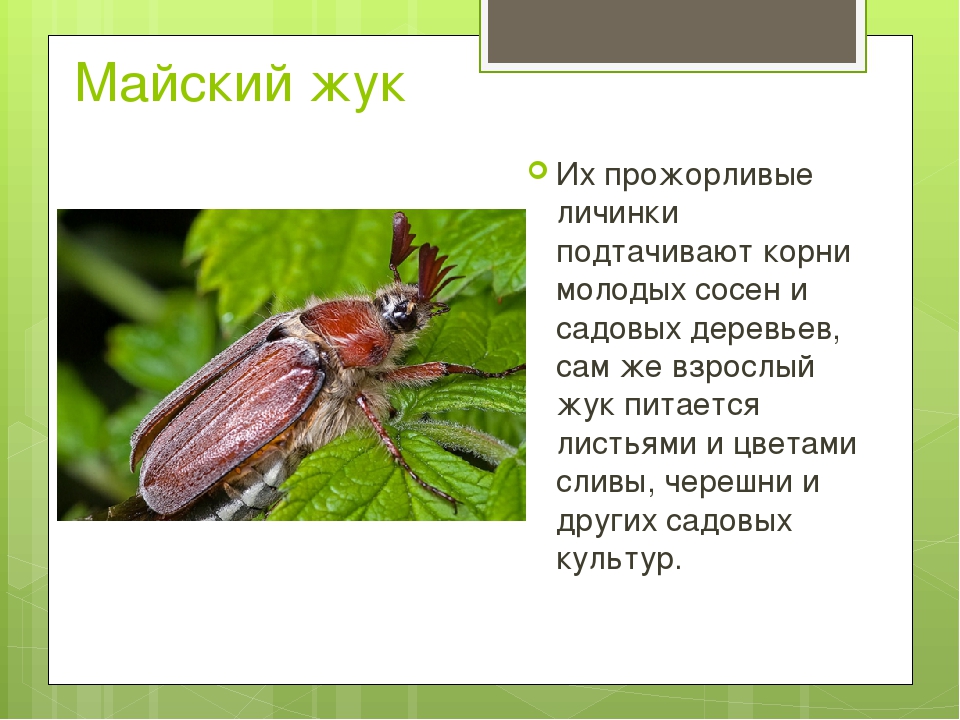 Чем отличается майский жук от июньского? | в чем разница