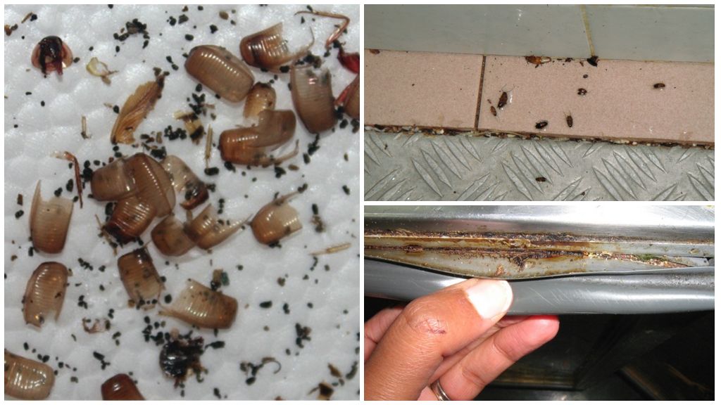 Маленькие коричневые и черные жучки, муравьи, тараканы на кухне: как избавится народными и магазинными средствами | всёокухне.ру