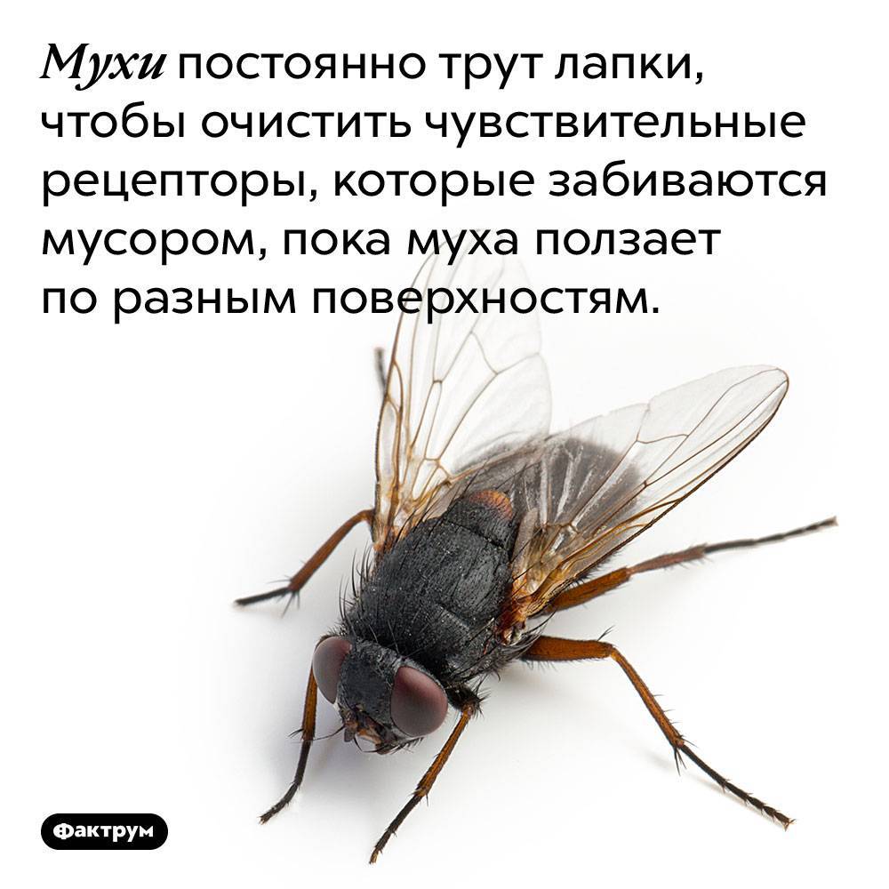 Почему мухи потирают лапки. зачем муха потирает лапки?
