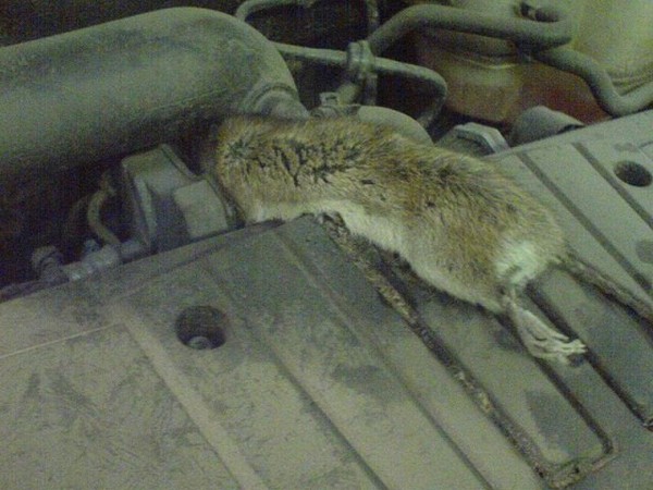 Что делать если в машине завелись мыши