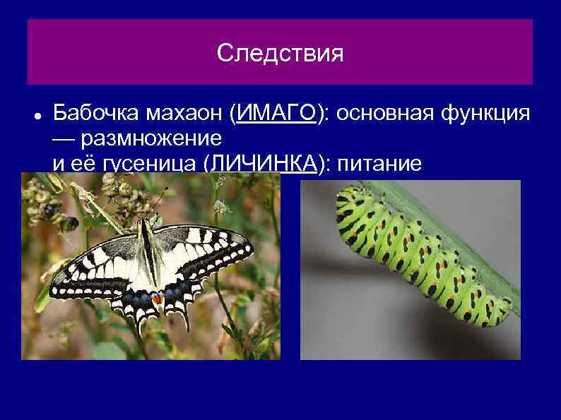 Бабочка махаон  фото, описание, ареал, питание, враги 
 > все о живой природе