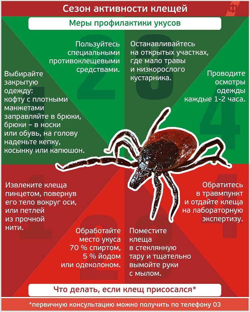 Прививка от клещевого энцефалита: схема вакцинации детям и взрослым